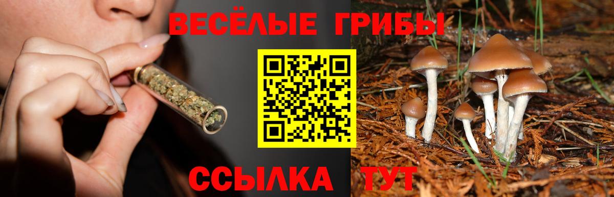 Псилоцибиновые грибы GOLDEN TEACHER  Вход с VPN  Алейск 